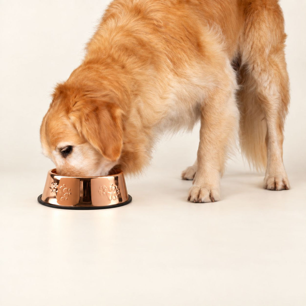 Food Bowl -  Single Copper Style - 22cm - Stainless Steel (304)